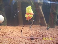 rig& baits
